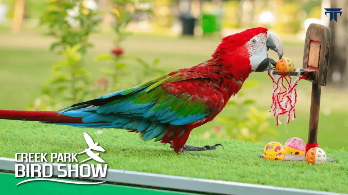 Creek Park Exotic Bird Show